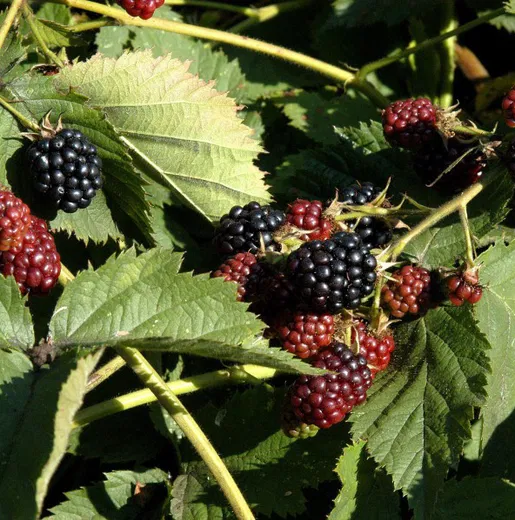 Brombeere 'Loch Ness' (Pflanzmich August 2025)